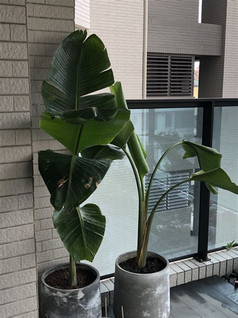 西曬陽台觀葉植物|陽台全日照植物攻略：打造都市綠洲的秘訣 